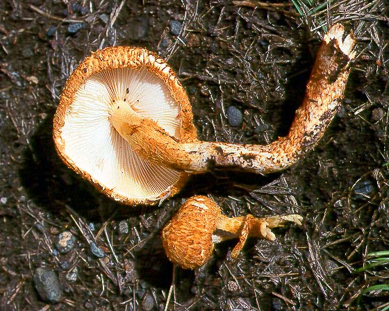 Leucopholiota species